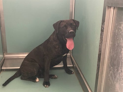 A552462 - Cane Corso Mastiff available for adoption