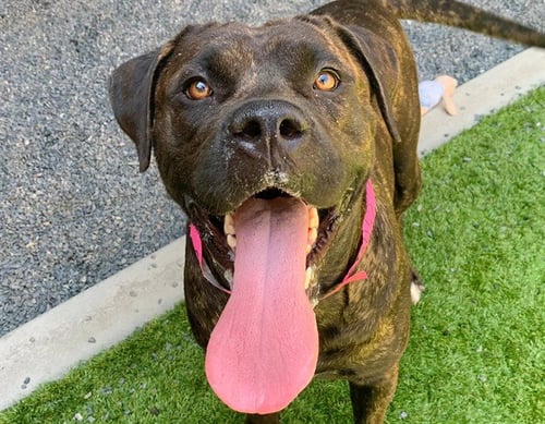 CALISTA - Cane Corso Mastiff available for adoption