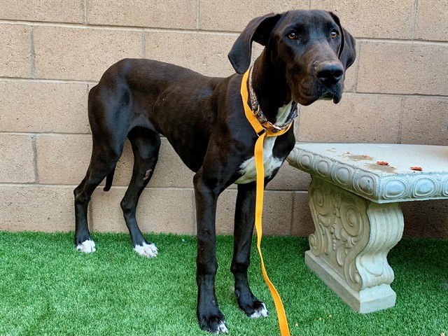 FLOWER - Great Dane available for adoption