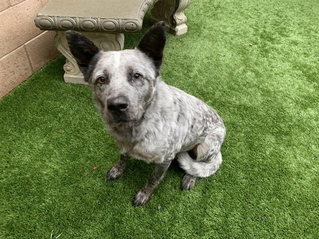 HOMER - Queensland Heeler available for adoption