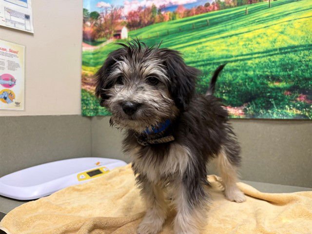 BAXTER - Terrier available for adoption