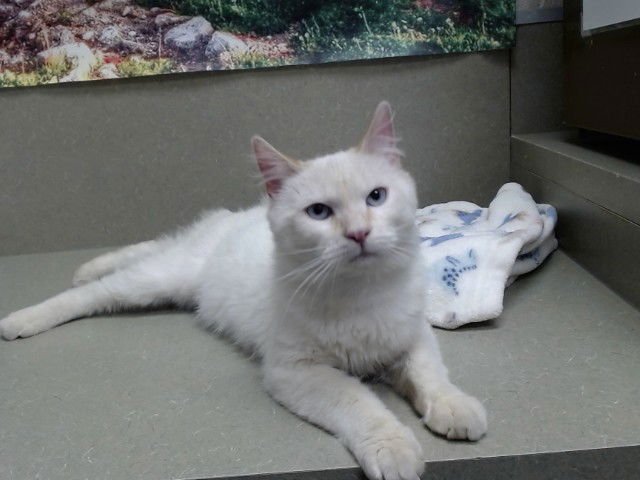 A548770 - Domestic Medium Hair available for adoption