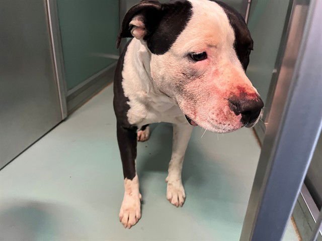 CLARA - Pit Bull Terrier available for adoption