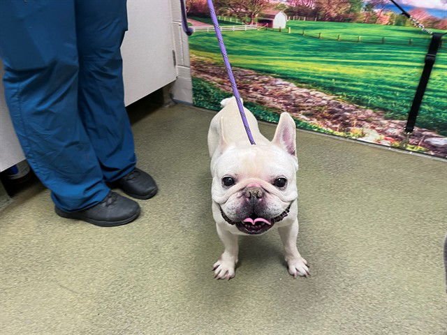 PIERRE - French Bulldog available for adoption