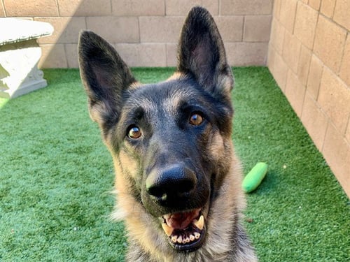 JULIANNE - German Shepherd Dog available for adoption