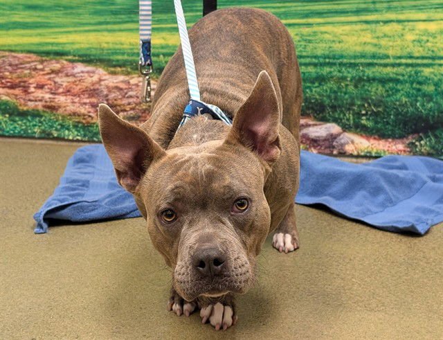 TAFFITA - Pit Bull Terrier available for adoption