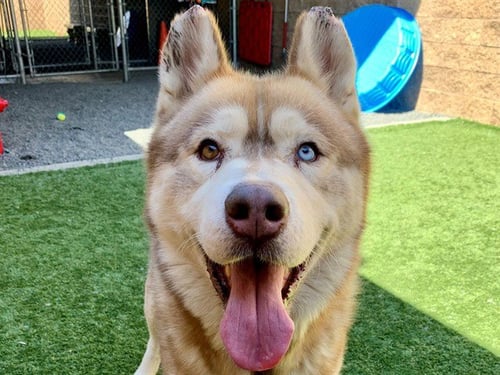 MUFASA - Siberian Husky available for adoption