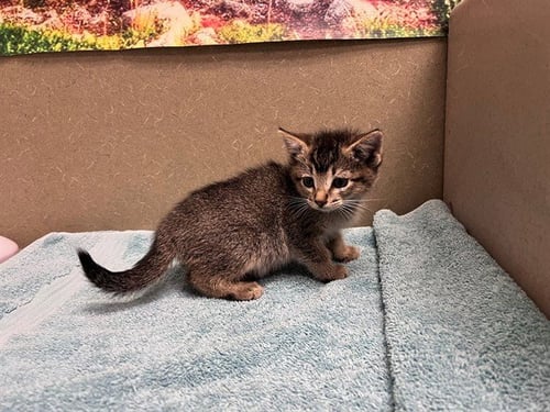 A551231 - Domestic Short Hair available for adoption