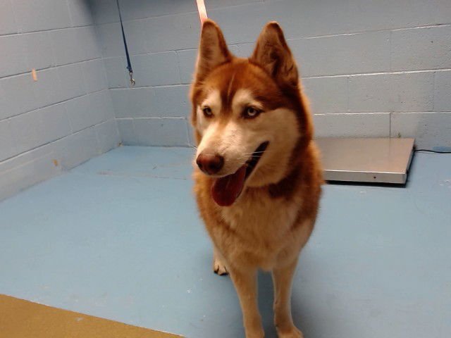 FREYA - Siberian Husky available for adoption