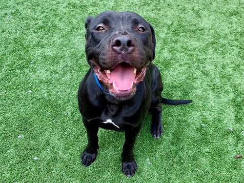 MARLEY - Pit Bull Terrier available for adoption