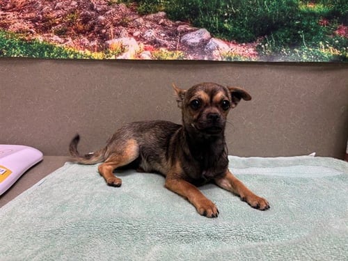 CHIA - Chihuahua available for adoption