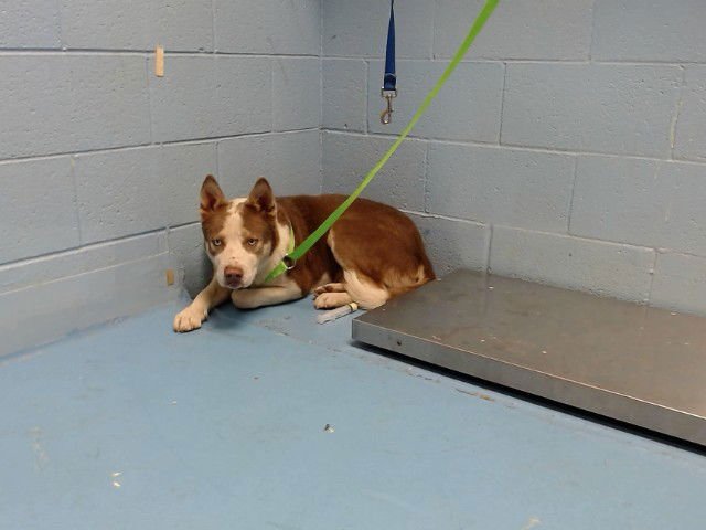 HIRO - Siberian Husky available for adoption