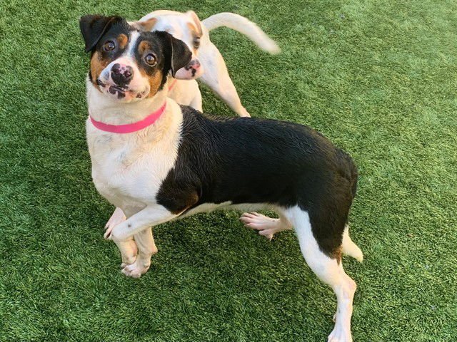 MARLA - Beagle available for adoption