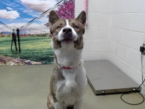 JUSTIN - Siberian Husky / Akita available for adoption