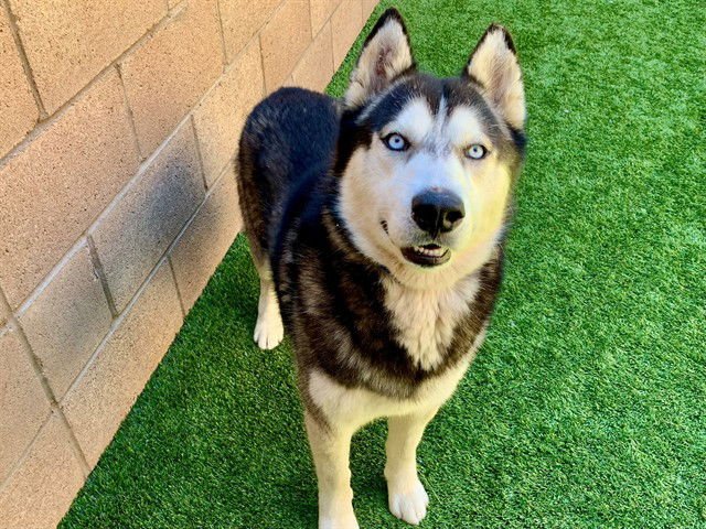 JAGGER - Siberian Husky available for adoption