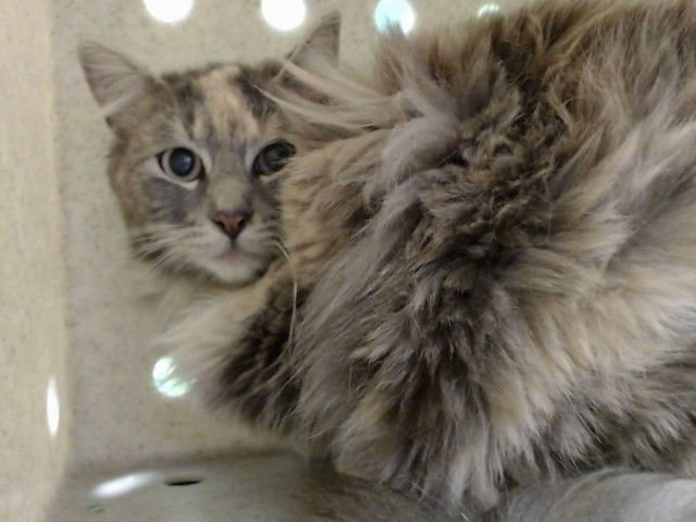 A549371 - Domestic Long Hair available for adoption