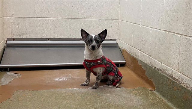 LADDY - Chihuahua available for adoption