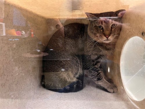 A554100 - Domestic Short Hair available for adoption