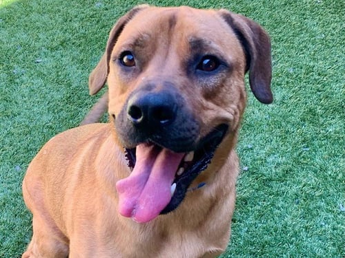 PACO - Mastiff available for adoption