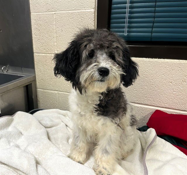 A549018 - Poodle (Toy) available for adoption