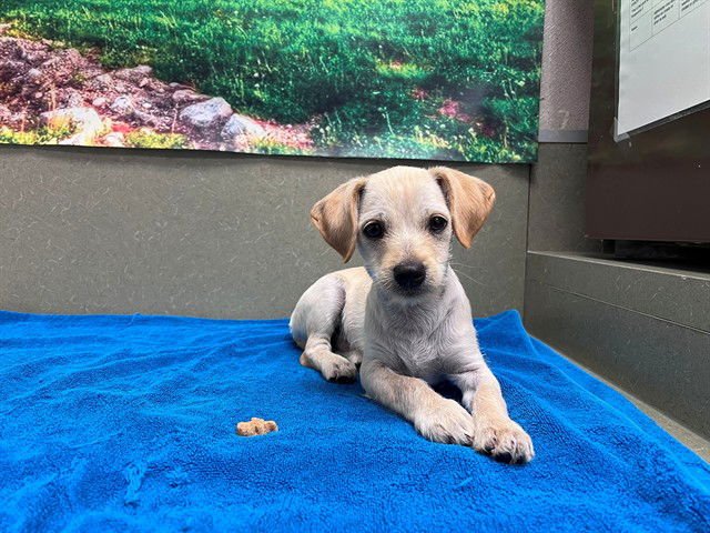 A549366 - Terrier available for adoption