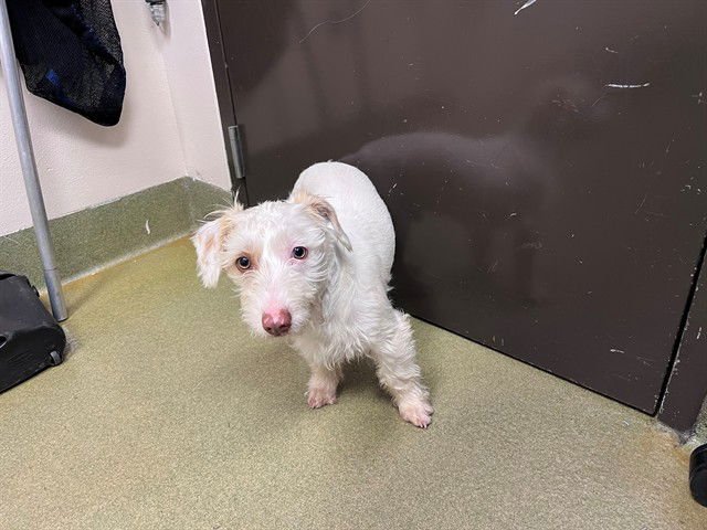 DARCY - Terrier available for adoption