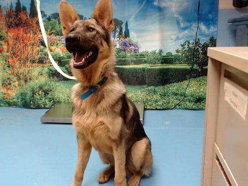 MARTIN - German Shepherd Dog available for adoption