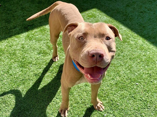 PABLO - Pit Bull Terrier available for adoption