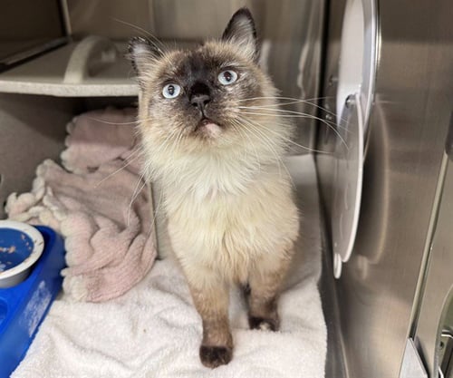 A554475 - Siamese available for adoption