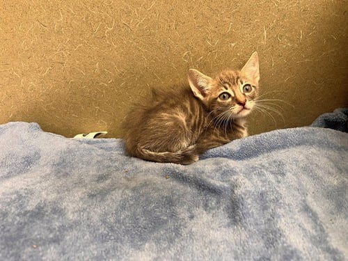A554486 - Domestic Short Hair available for adoption