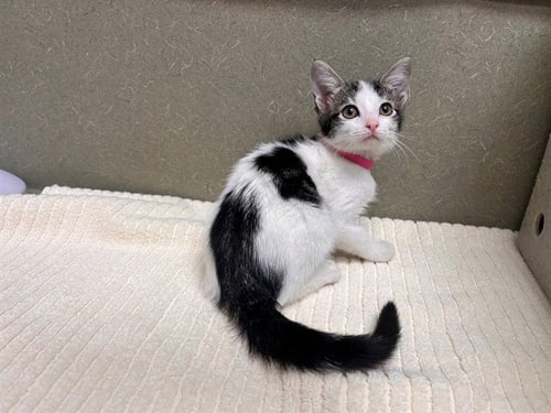 A553404 - Domestic Short Hair available for adoption