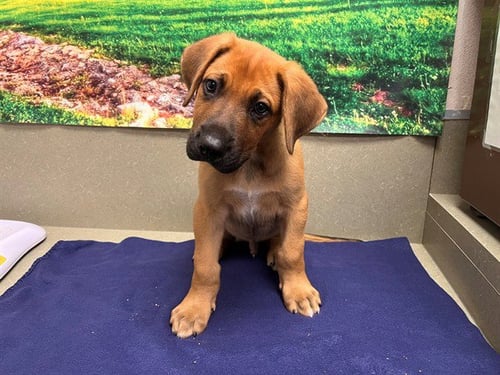 CHIP - German Shepherd Dog available for adoption