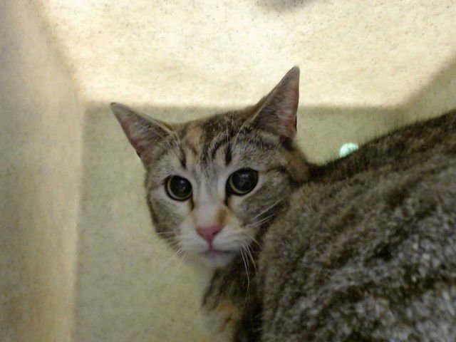 A549561 - Domestic Short Hair available for adoption