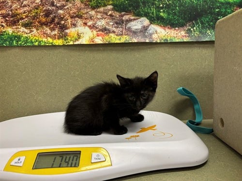 BRINA - Domestic Short Hair available for adoption