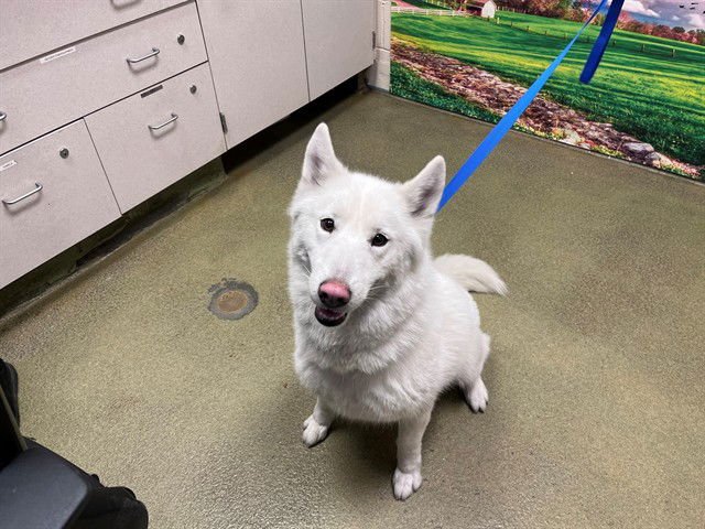 IVY - Siberian Husky available for adoption