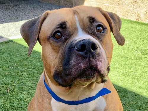 CHANSE - Mastiff available for adoption