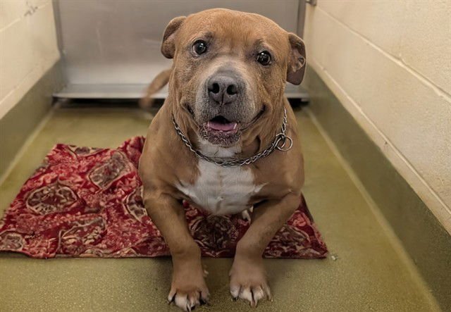TURTLE - Pit Bull Terrier / English Bulldog available for adoption