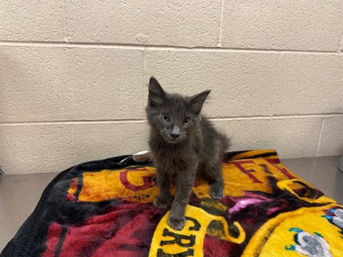 A554144 - Domestic Medium Hair available for adoption