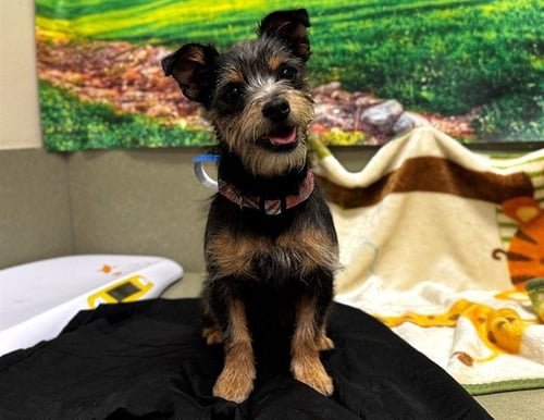 A551300 - Terrier available for adoption