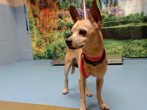 A554111 - Chihuahua available for adoption