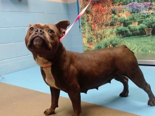TALLI - French Bulldog available for adoption