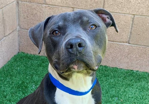 BAXTER - Pit Bull Terrier available for adoption