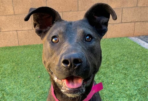 RUBY - Pit Bull Terrier available for adoption