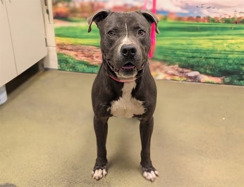 A552766 - Pit Bull Terrier available for adoption