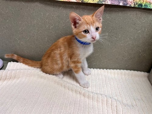 A553405 - Domestic Short Hair available for adoption