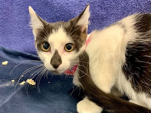 DIAMOND - Domestic Short Hair for adoption in Moreno Valley