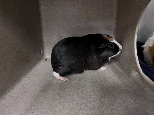 PAISELY - Guinea Pig available for adoption