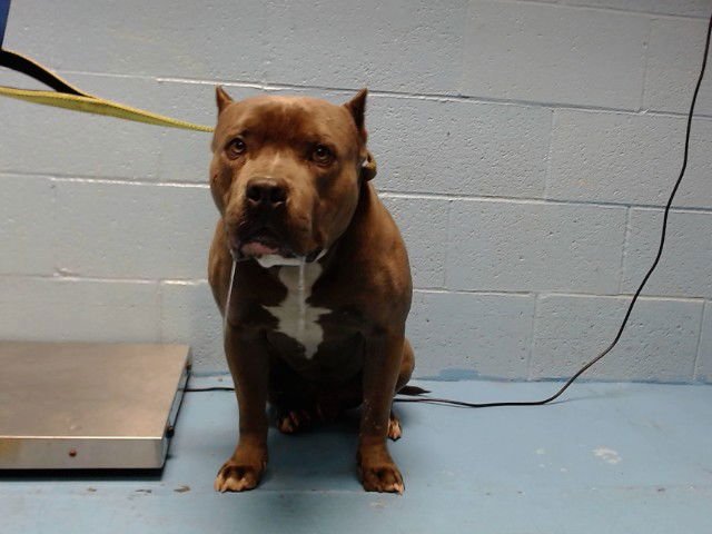 BANDIT - Pit Bull Terrier available for adoption