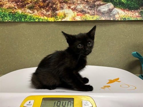 ELVIRA - Domestic Short Hair available for adoption