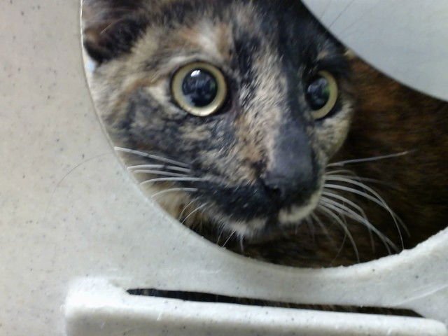 A548343 - Domestic Short Hair available for adoption